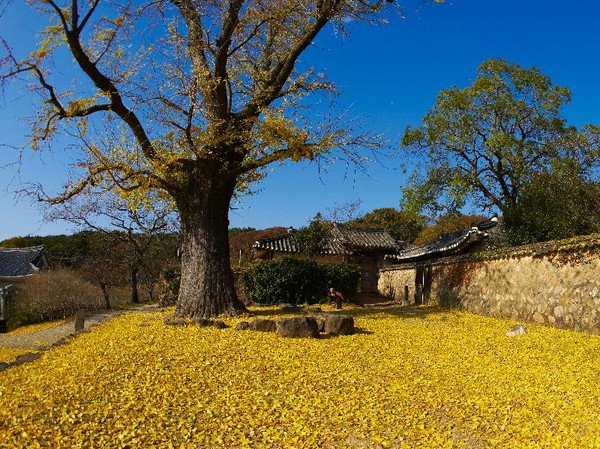 덕음산(德陰山 400m) 자락인 이 곳에는 600년 된 은행나무도 있다. 녹우란 봄 새싹이 돋을 때 내리는 비를 뜻하나, ‘푸른 비’라는 미칭도 있다.[사진=해남군청]